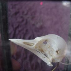 Tiny skull of a bird in a glass case, early 1900’s