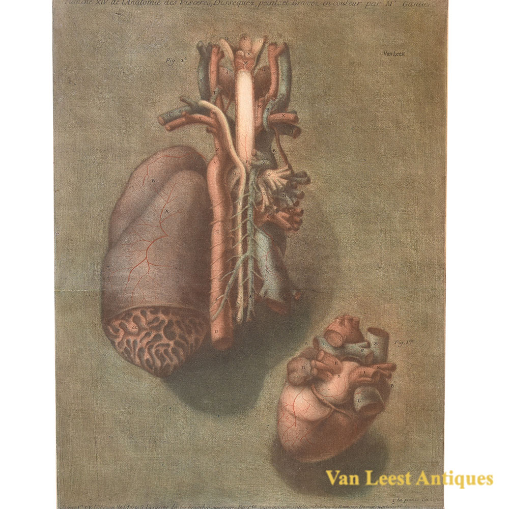 Gautier d’Agoty anatomical print of the heart, plate 14