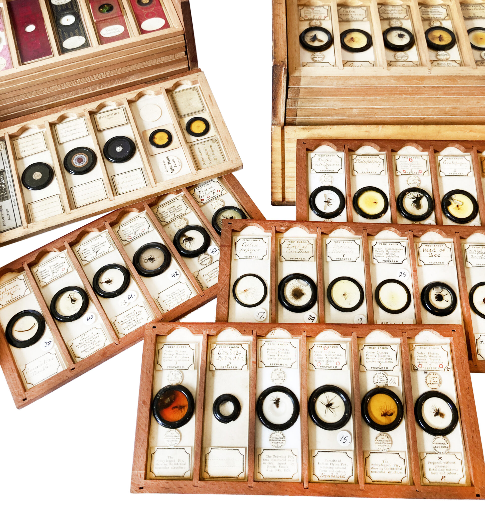 The Fred Enock collection: historically important late 19thC microscope slides and archive