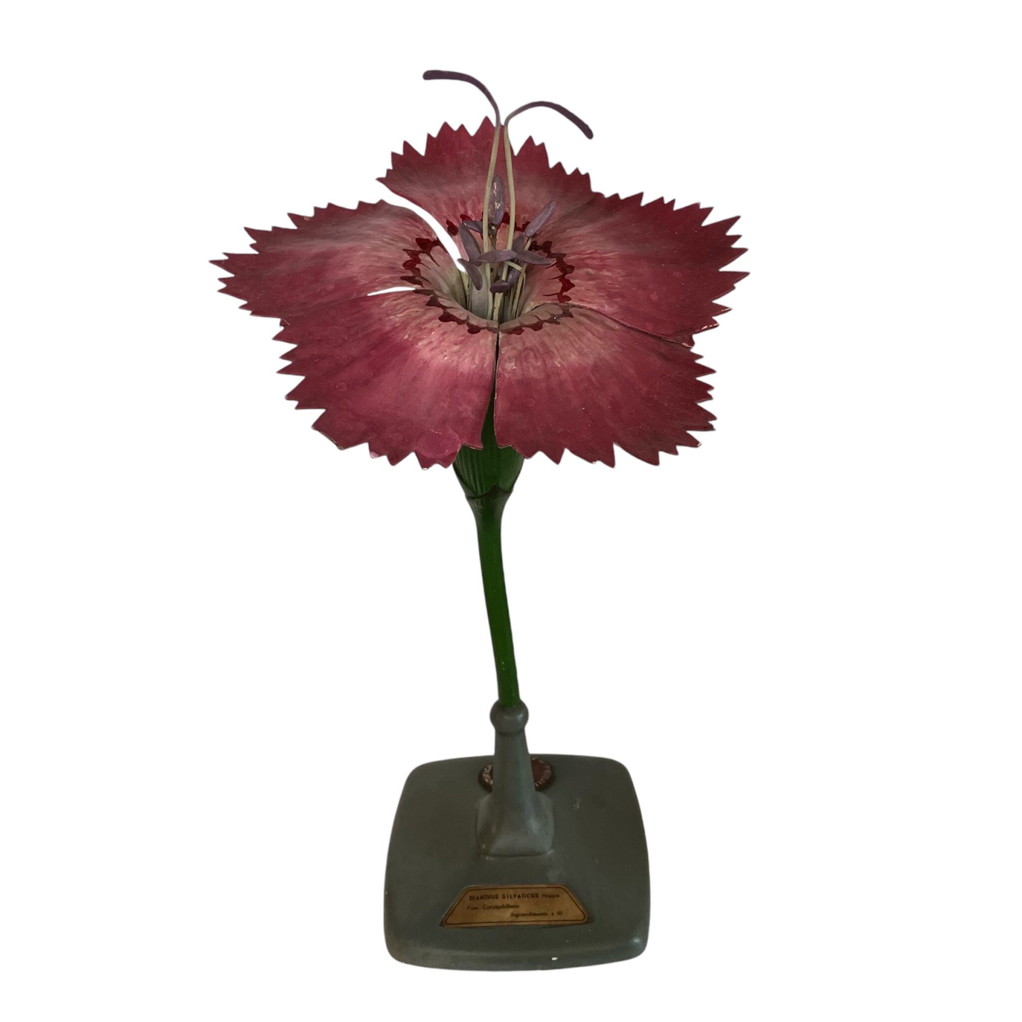 A rare Italian botanical model, the carnation flower by Paravia