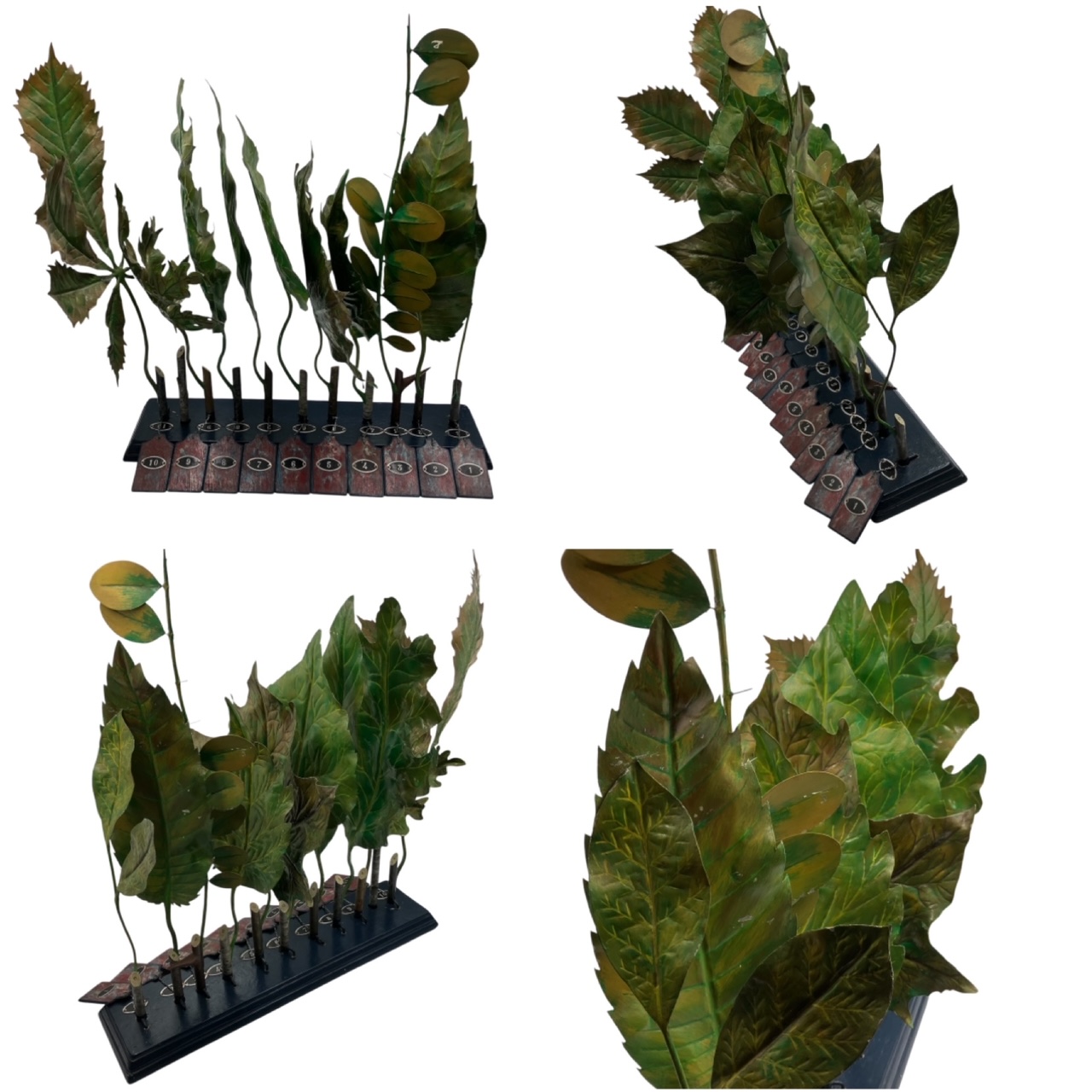 A rare Italian botanical model of different kind of leaves