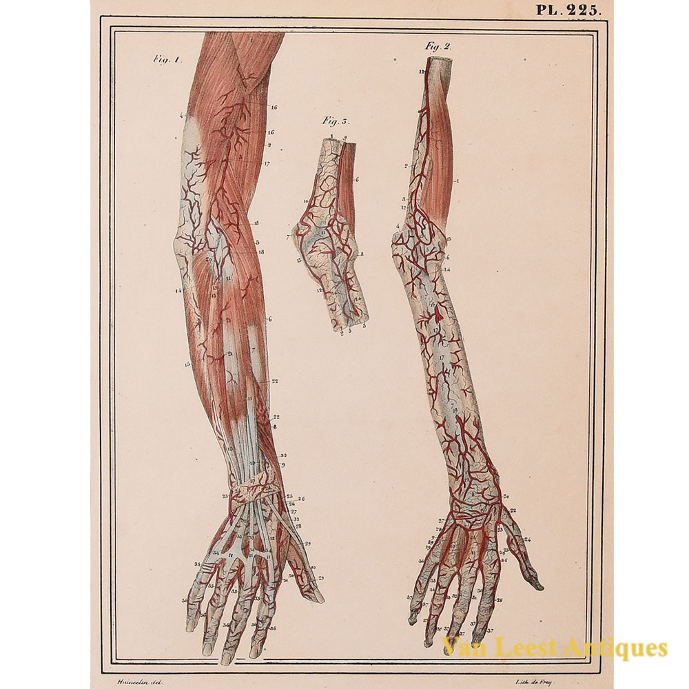 Jules Cloquet anatomical arm and blood vessels print 1825