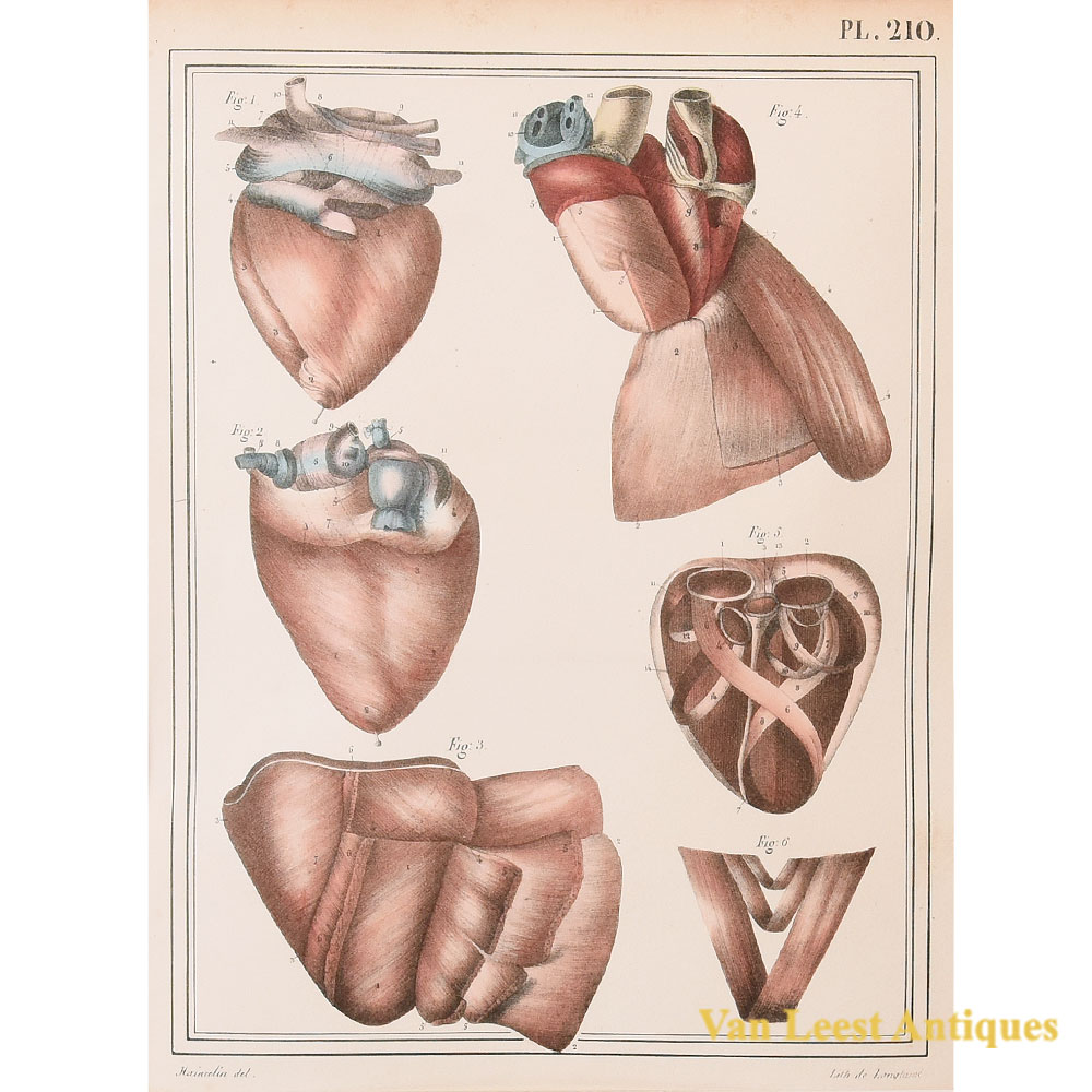 Jules Cloquet anatomical heart print 1825