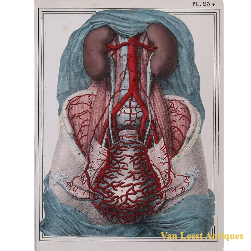 Jules Cloquet anatomical print arteries kidney and bladder 1825