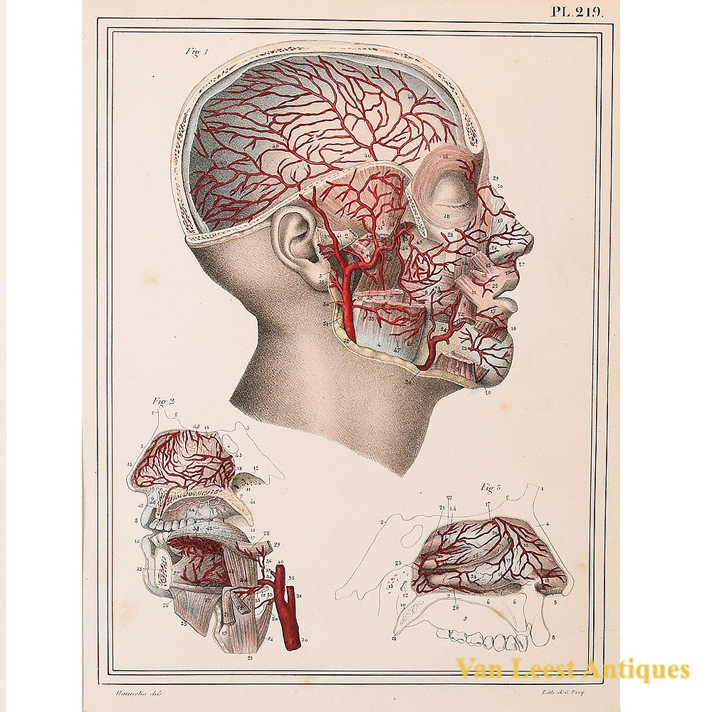 Jules Cloquet anatomical arteries of the head print 1825