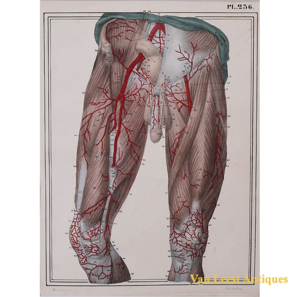 Jules Cloquet anatomical print thigh arteries 1825