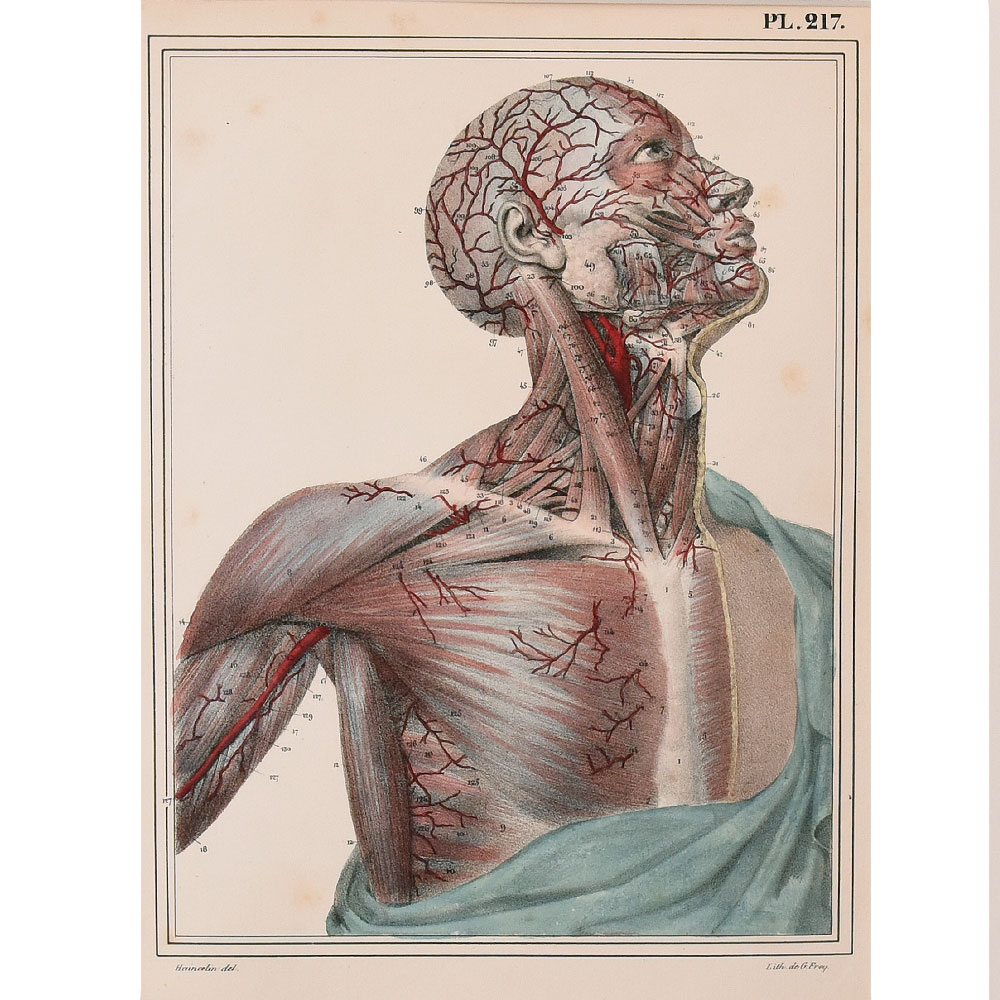 Jules Cloquet anatomical print head and neck arteries 1825