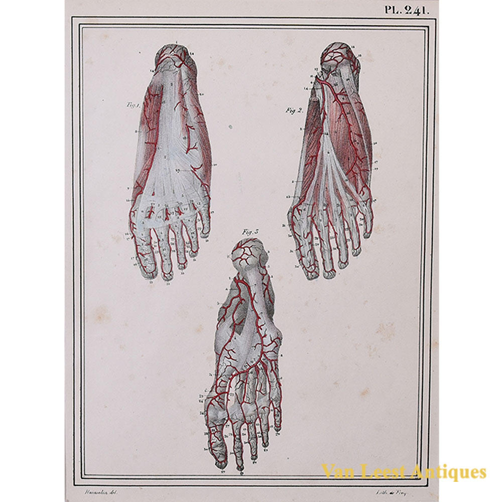 Jules Cloquet anatomical print foot arteries 1825