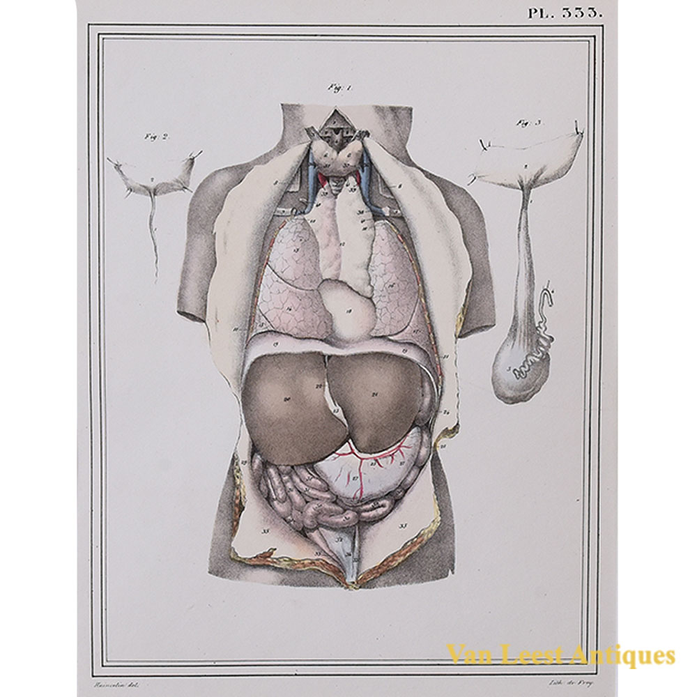 Jules Cloquet anatomical print internal body organs 1825 