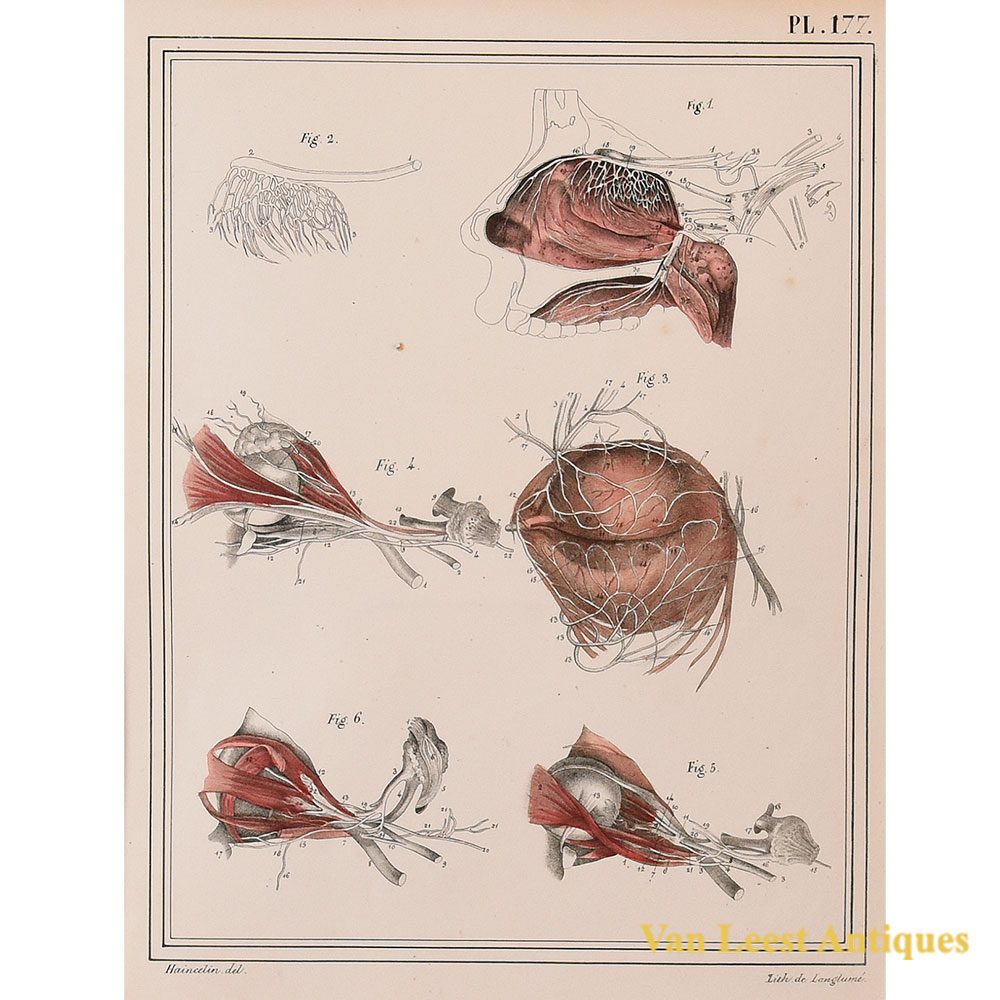 Jules Cloquet anatomical print nerves of the eye 1825