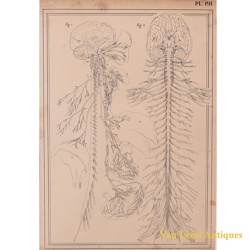 Jules Cloquet anatomical print nervous system 1825