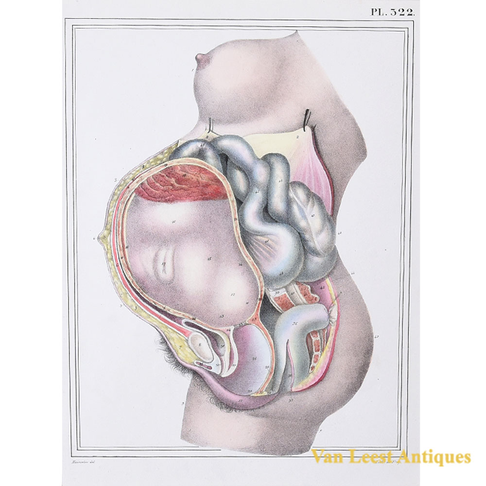 Jules Cloquet anatomical print pregnancy 1825