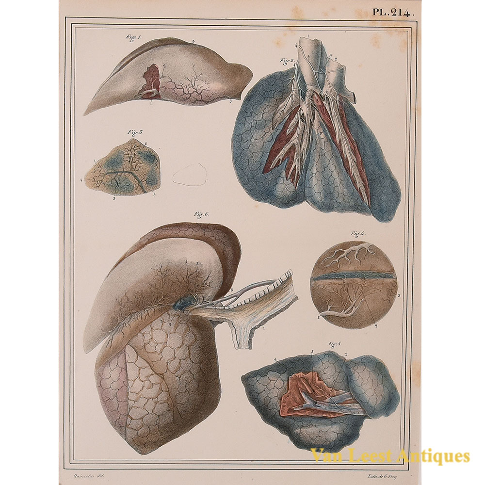 Jules Cloquet anatomical print pulmonary artery 1825