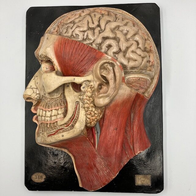 Antique German anatomical model of the head by Bock-Steger, skull