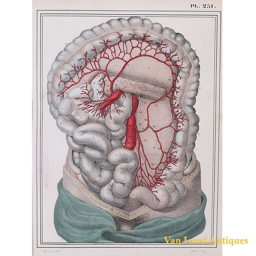 Jules Cloquet print inferior mesenteric artery 1825