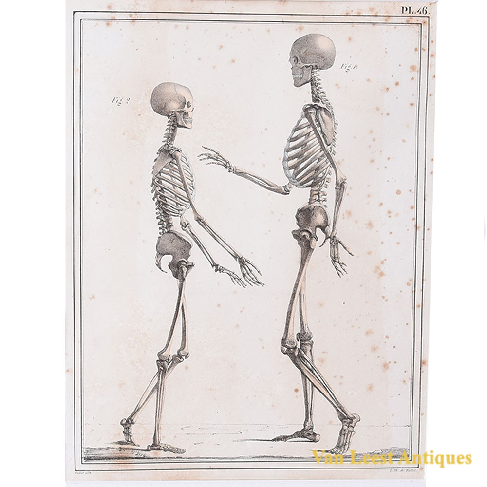 Jules Cloquet print male and female skeleton 1825 