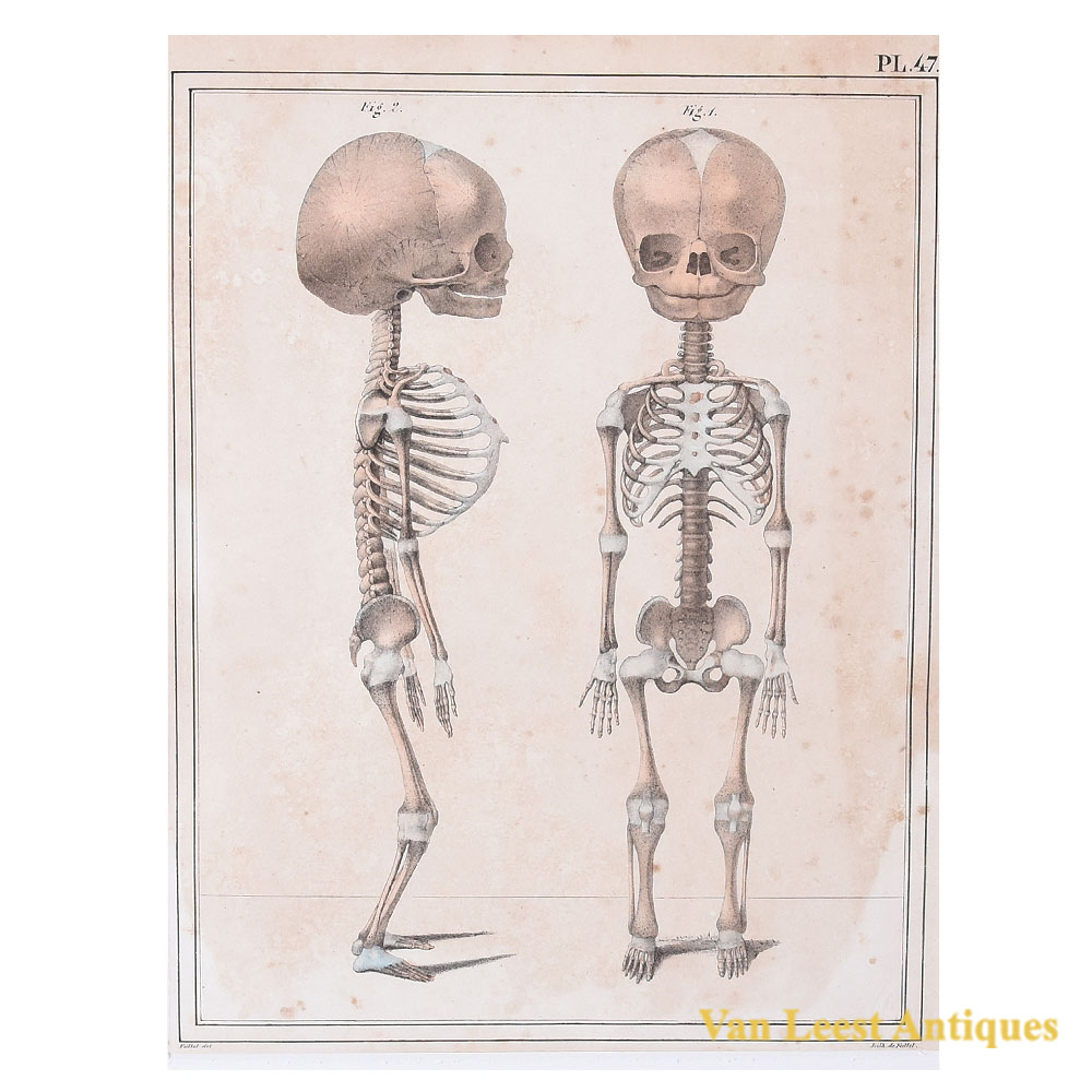 Jules Cloquet print male foetal skeleton 1825