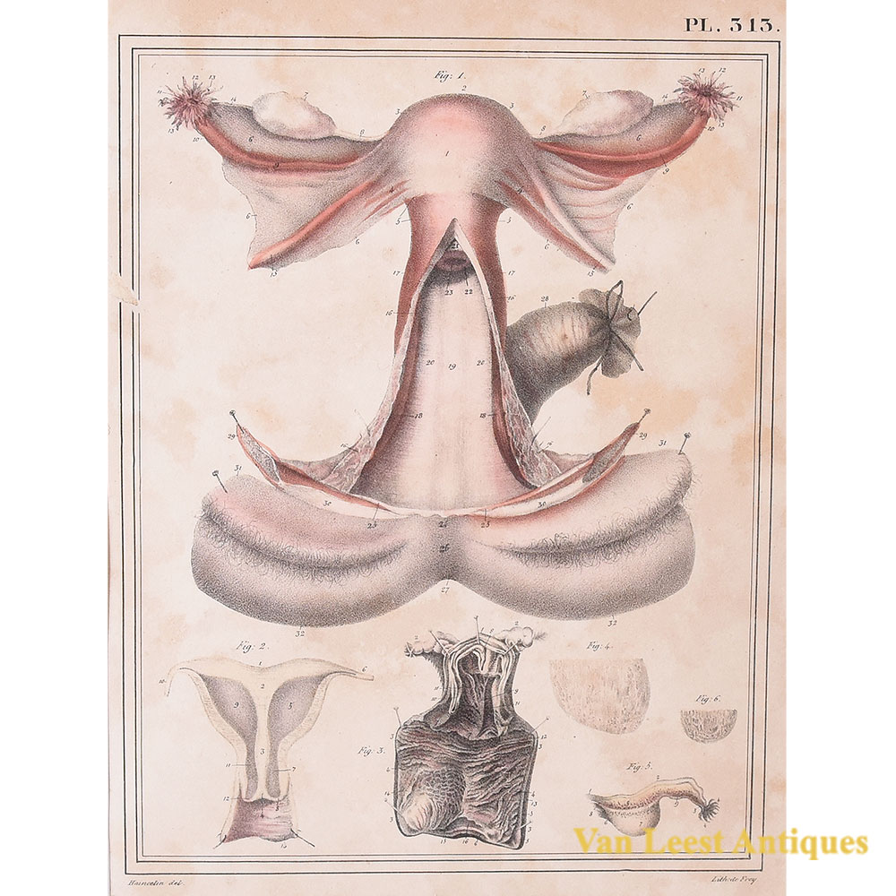 Jules Cloquet print female genital system 1825